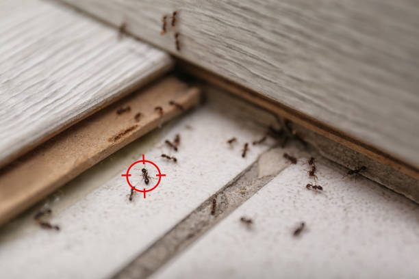 Best Termite Control Services  in Mitchell, SD